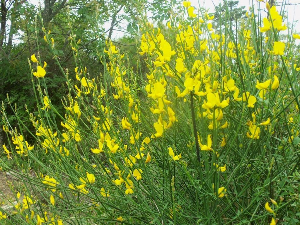 הוילה גרלנדה Agriturismo A Veggia Vigna מראה חיצוני תמונה