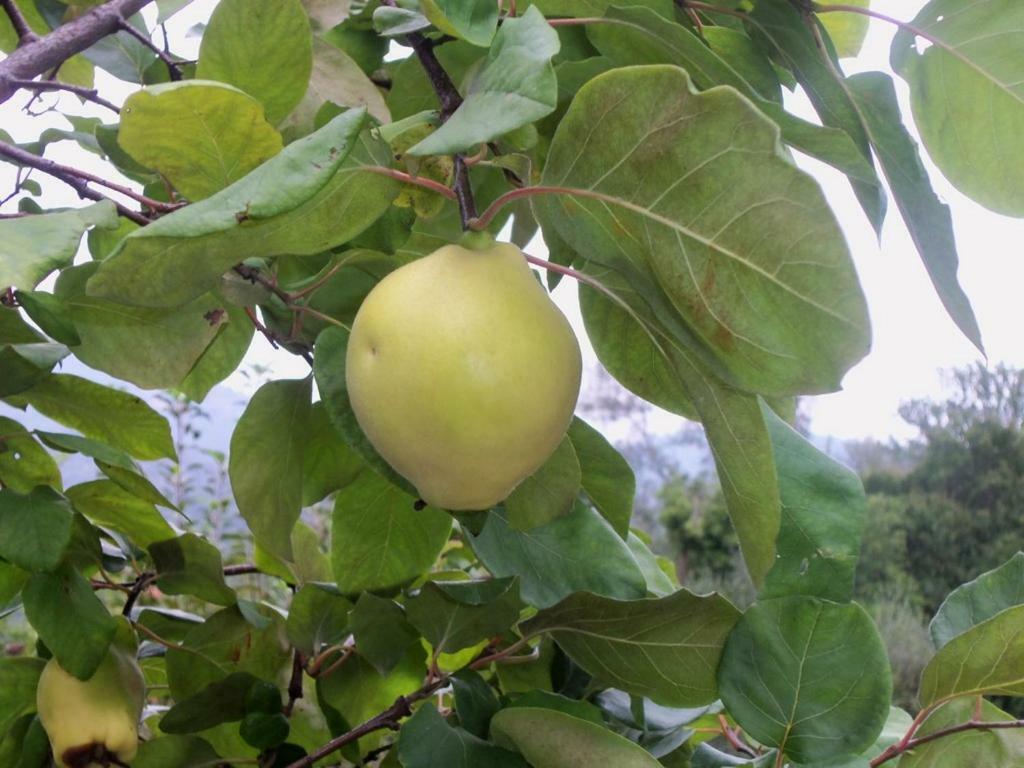 הוילה גרלנדה Agriturismo A Veggia Vigna מראה חיצוני תמונה